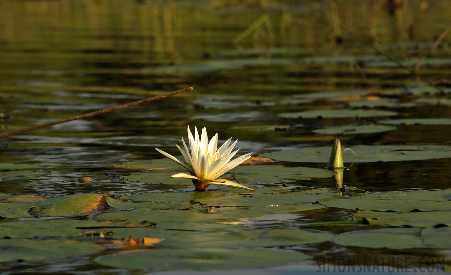 [300 mm, 1/500 sec at f / 11, ISO 800]